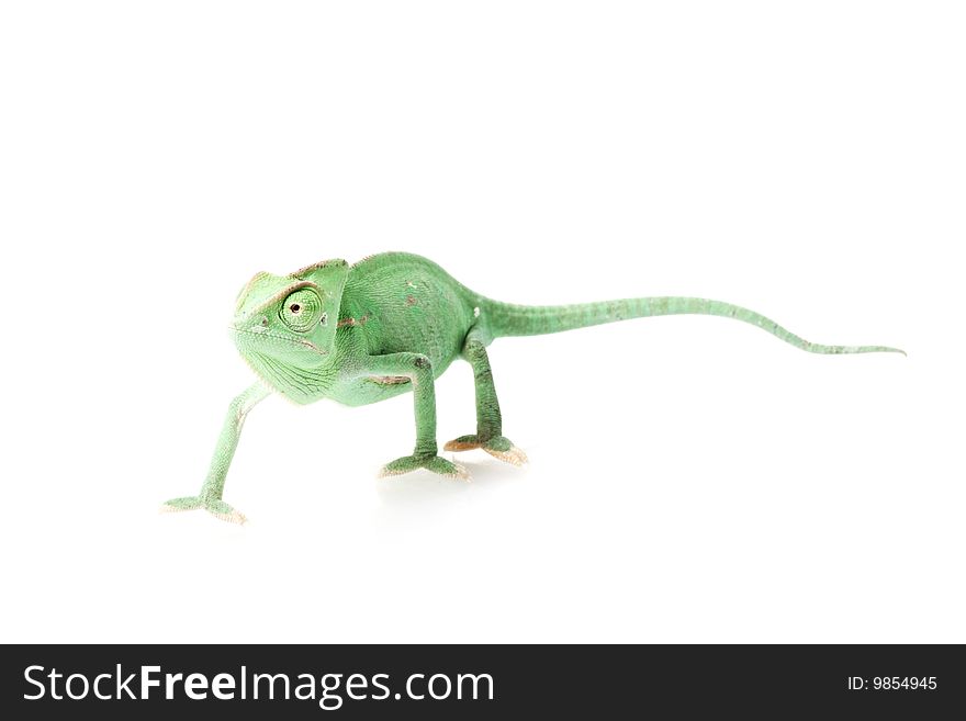 Veiled Chameleon (Chamaeleo calyptratus) isolated on white background.