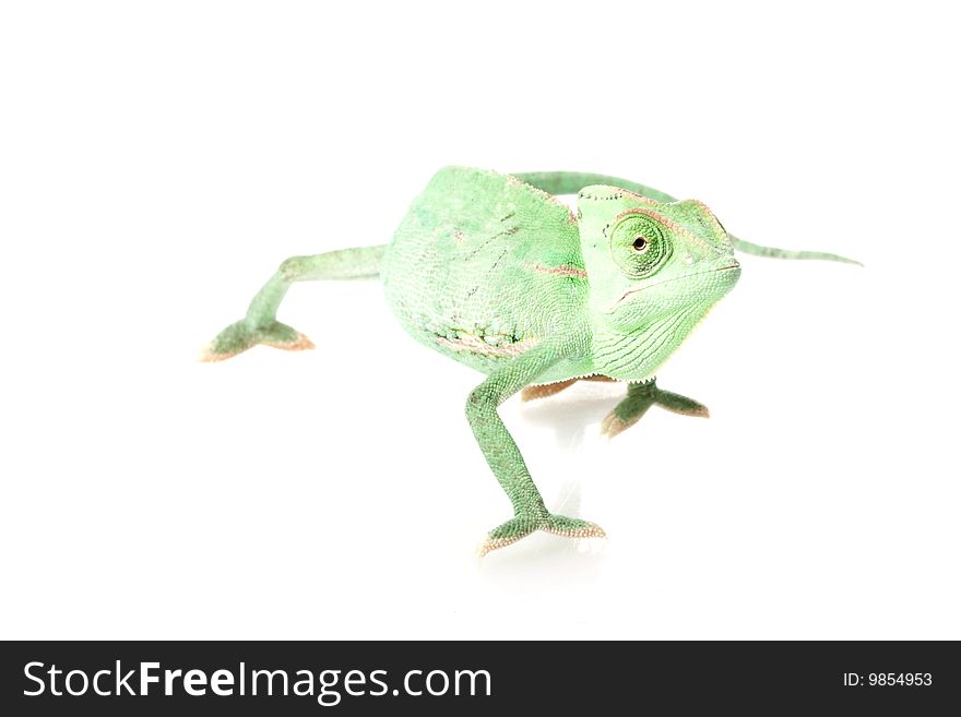 Veiled Chameleon (Chamaeleo calyptratus) isolated on white background.