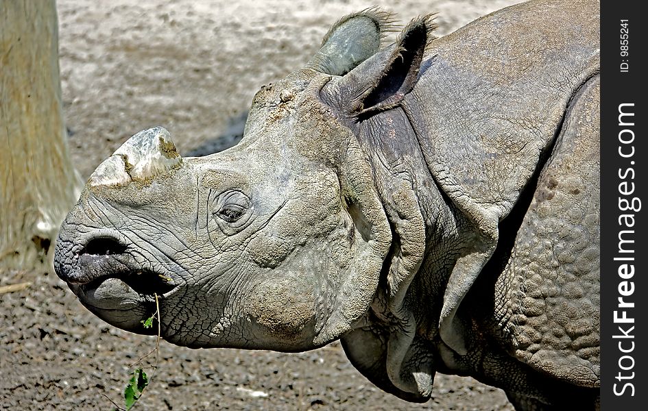 Great indian rhinoceros 2