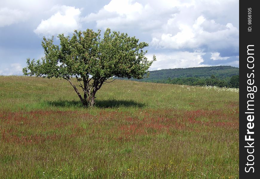 A apple tree in a field with red and green grass against a cloudy sky. A apple tree in a field with red and green grass against a cloudy sky