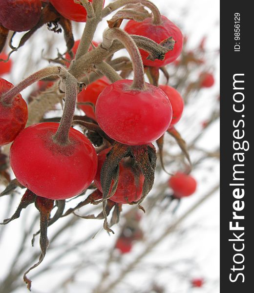 Red frozen berries on the bare boughs with snow on the background