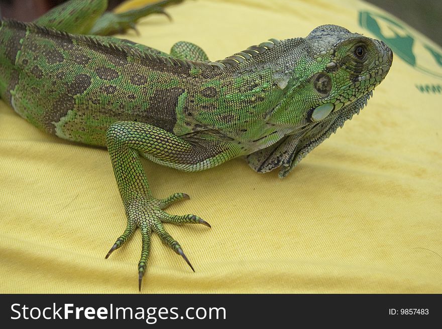 Pet Iguana over a textile