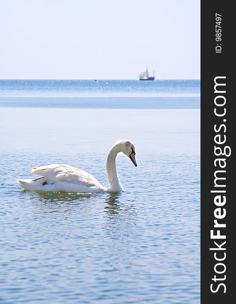 White swan in the sea, on a background of horizon. White swan in the sea, on a background of horizon