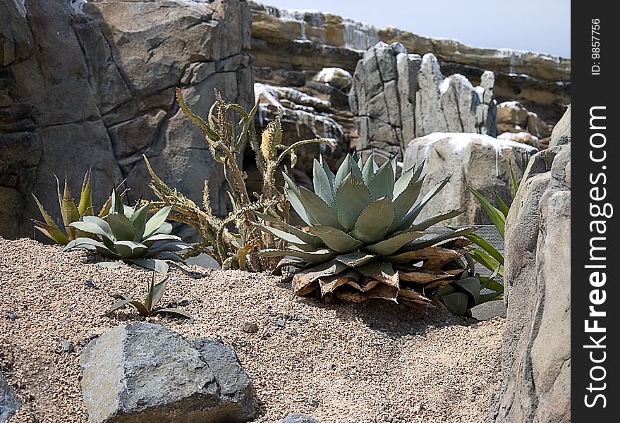 This photo shows a desert landscape with sand, cactus plants, rocks and aloes.