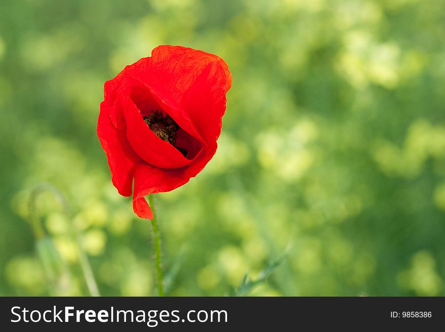 Red poppy in the grass.
