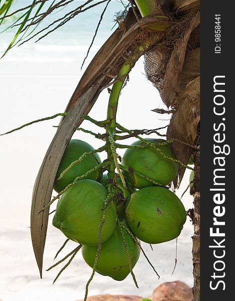 Coconut fruits near beach in eastern Thailand. Coconut fruits near beach in eastern Thailand