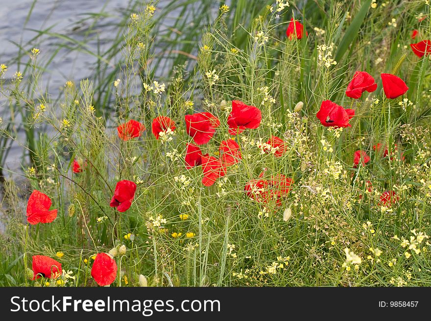 Red poppies in the riverside.