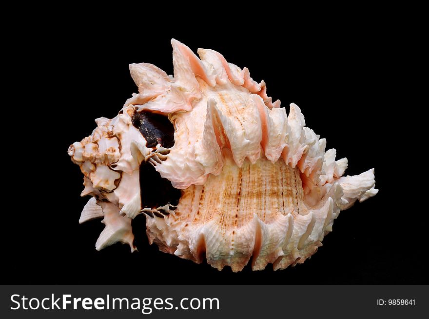 Conch SeaShell isolated on black