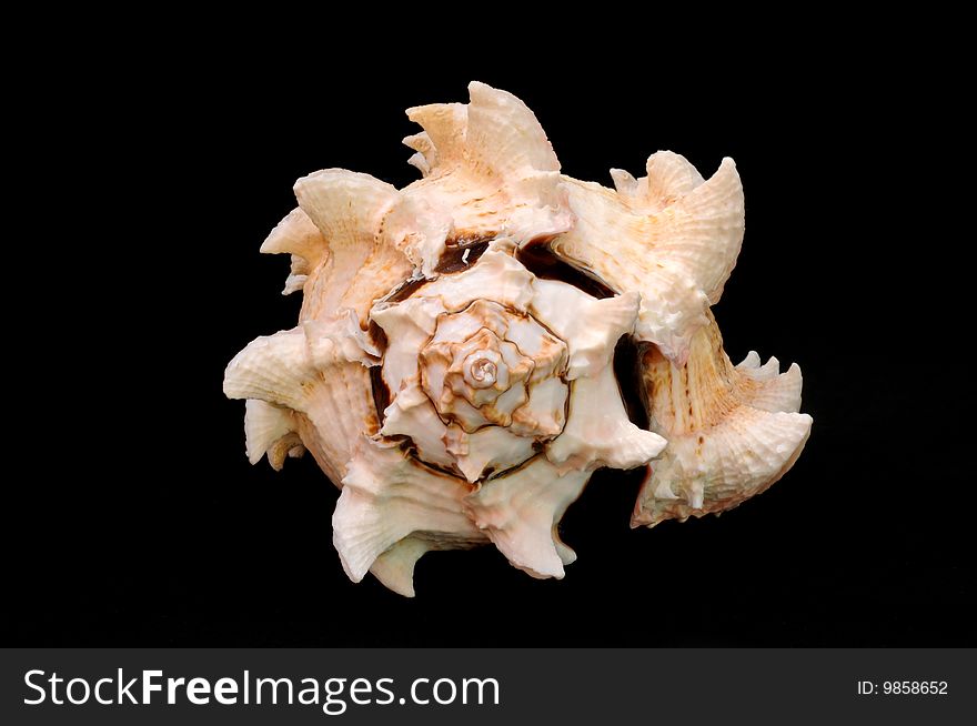 Conch SeaShell isolated on black