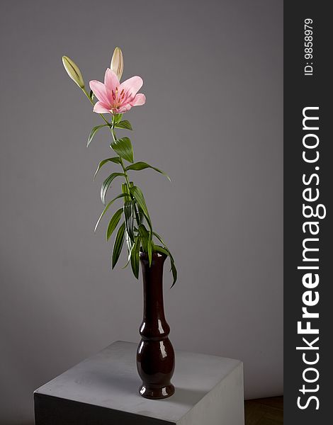 Pink lilystudio shot in vase