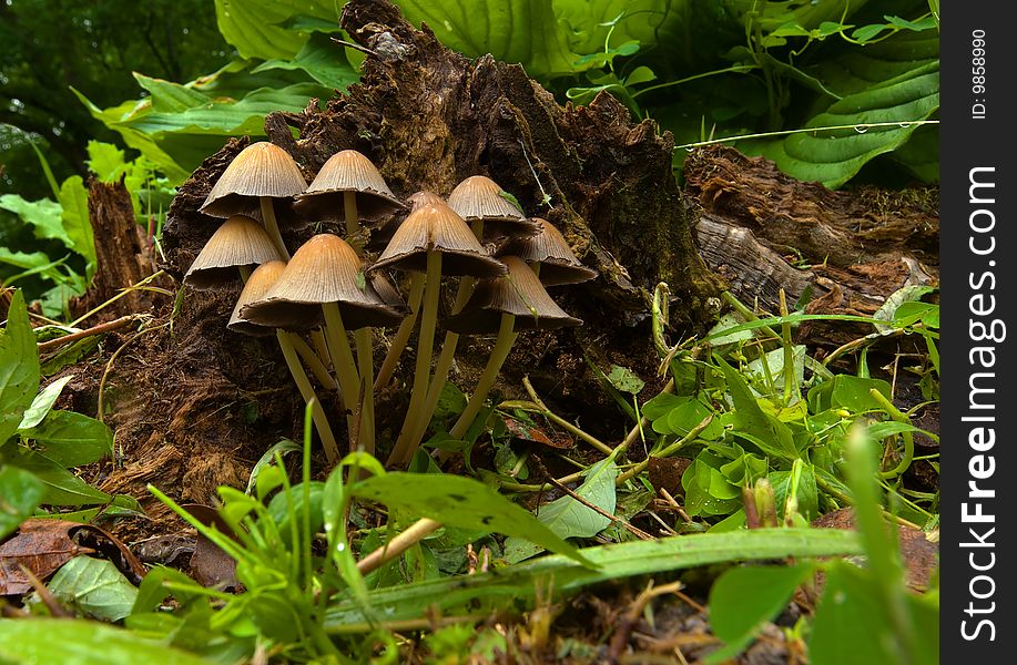 Mushroom group growing from tree stump