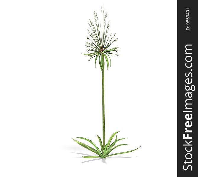 Papyrus bush. 3D render with clipping path and shadow over white