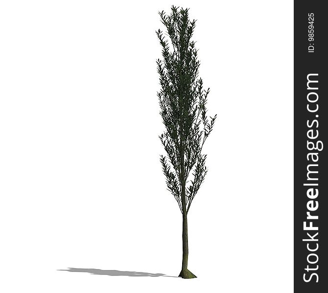 3D Render of a Tree with shadow and clipping path over white