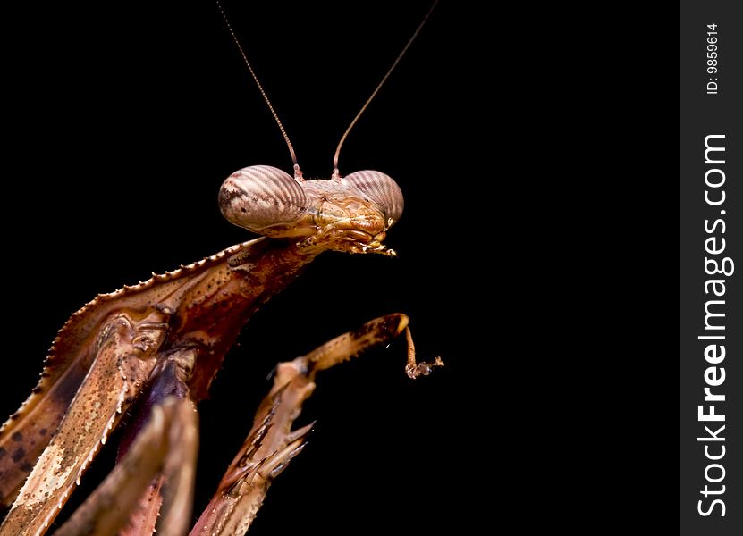 Peacock Praying Mantis close up against a black background