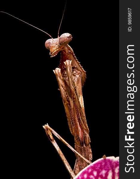 Peacock Praying Mantis close up against a black background