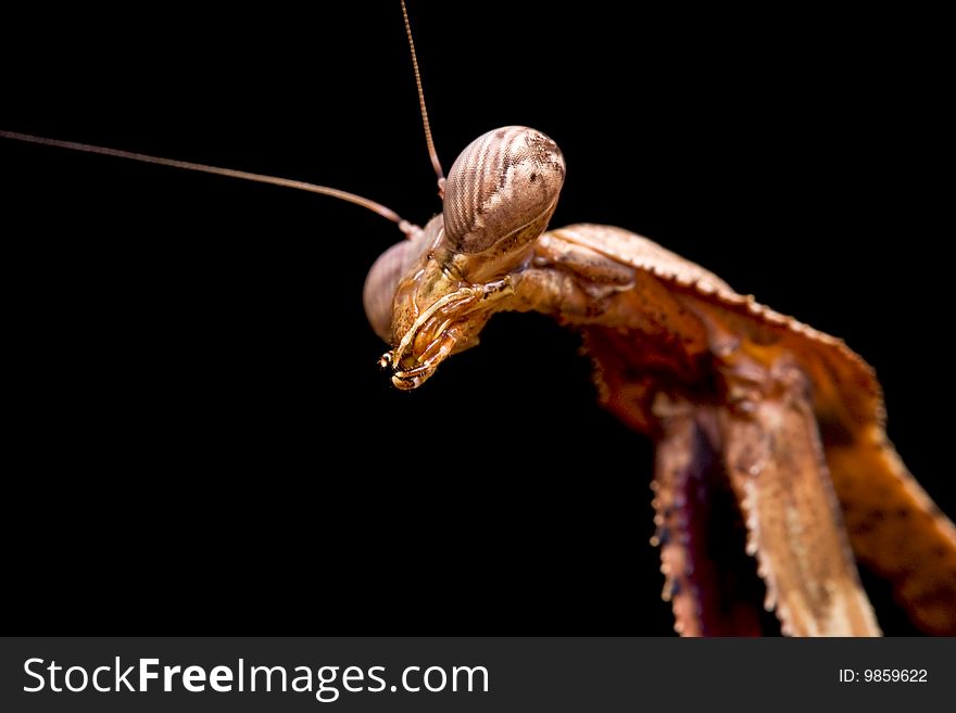 Peacock Praying Mantis close up against a black background