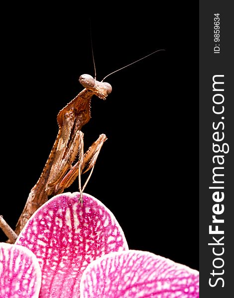 Peacock Praying Mantis close up against a black background