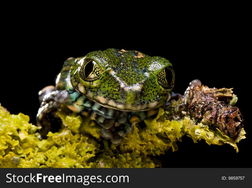 Peacock Tree Frog on a green mossy branch against a black background