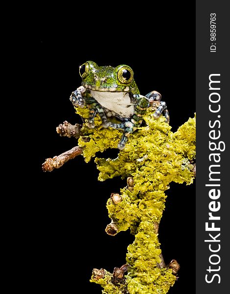 Peacock Tree Frog on a green mossy branch against a black background