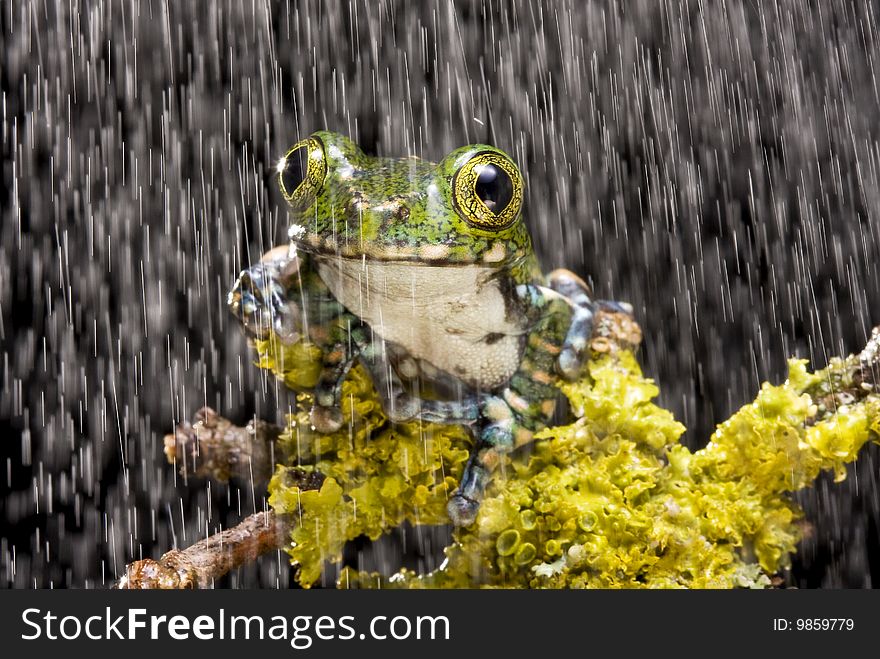 Peacock Tree Frog on a green mossy branch against a black background with a shower of rain