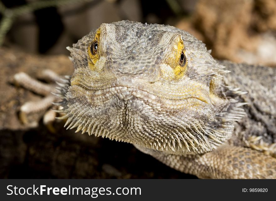 Bearded Dragon close up against a brown background