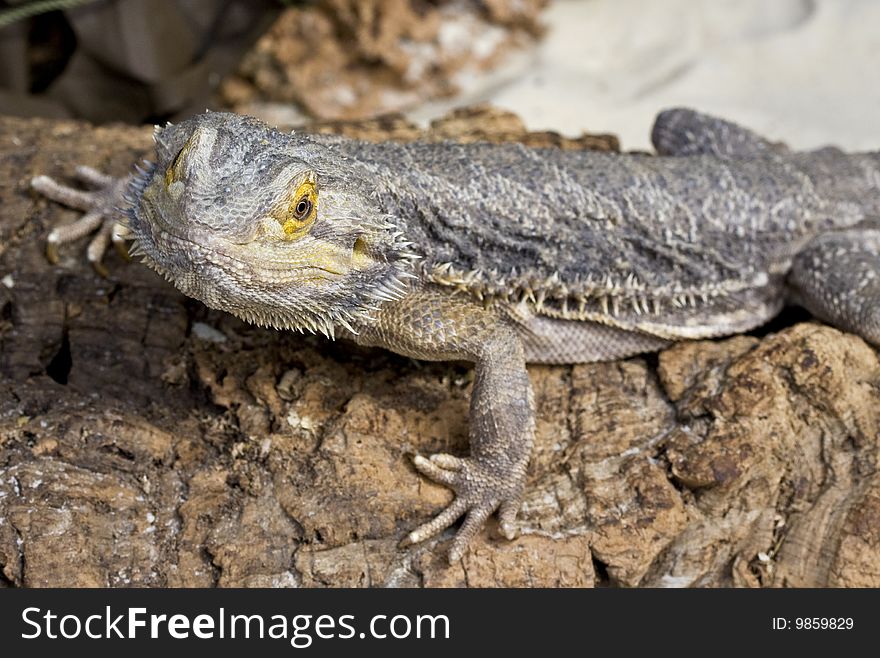 Bearded Dragon close up against a brown background