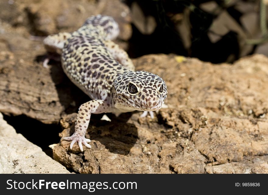 Gecko on brown bark in sunlight