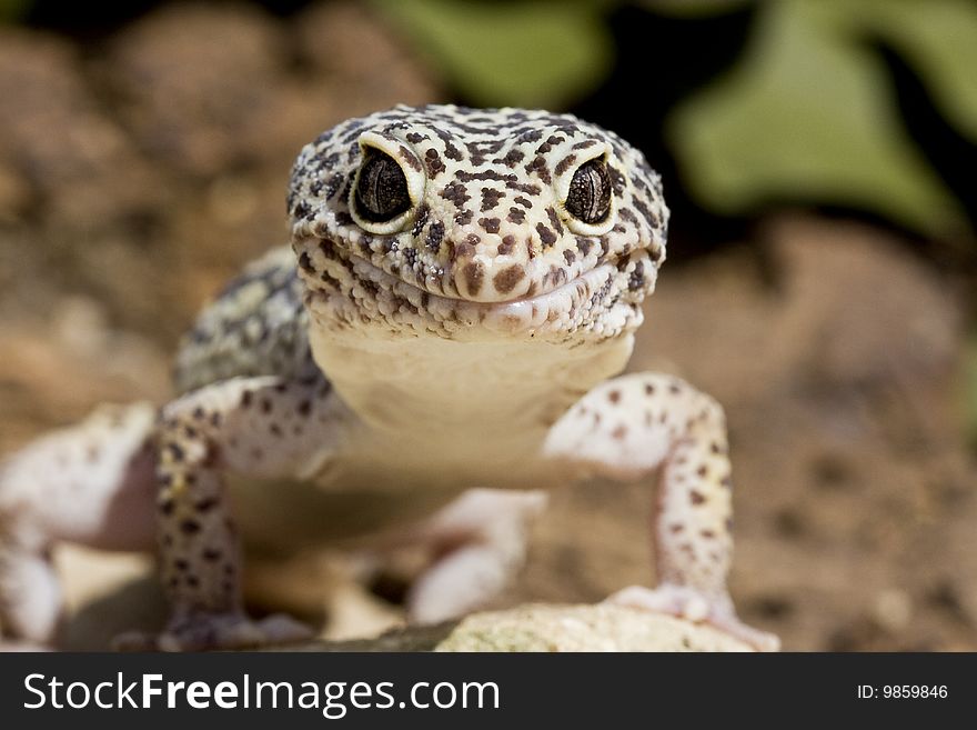 Gecko on brown bark in sunlight