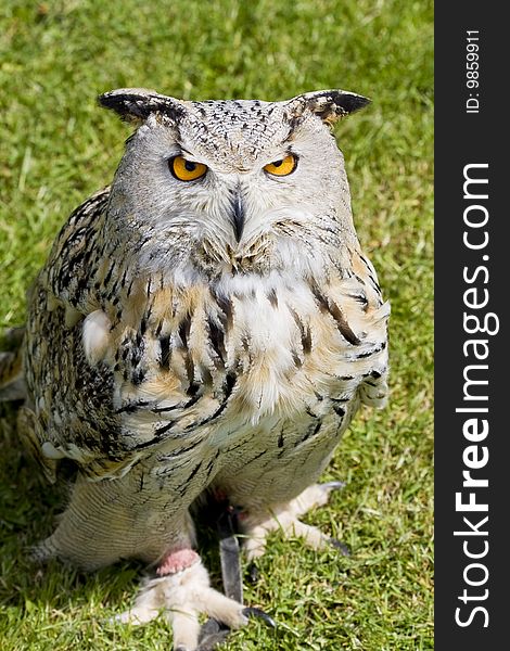 Eagle Owl staring up on green grass background