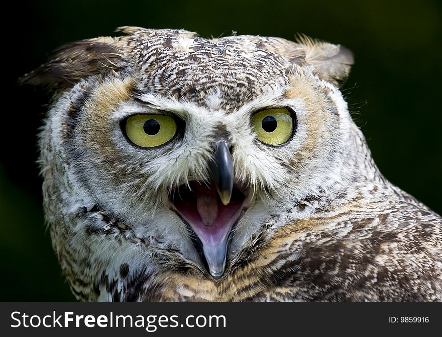 Eagle Owl close up against a black background