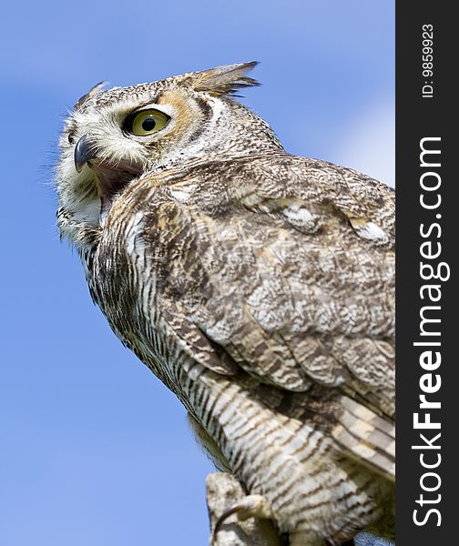 Eagle Owl from low angle against a blue sky