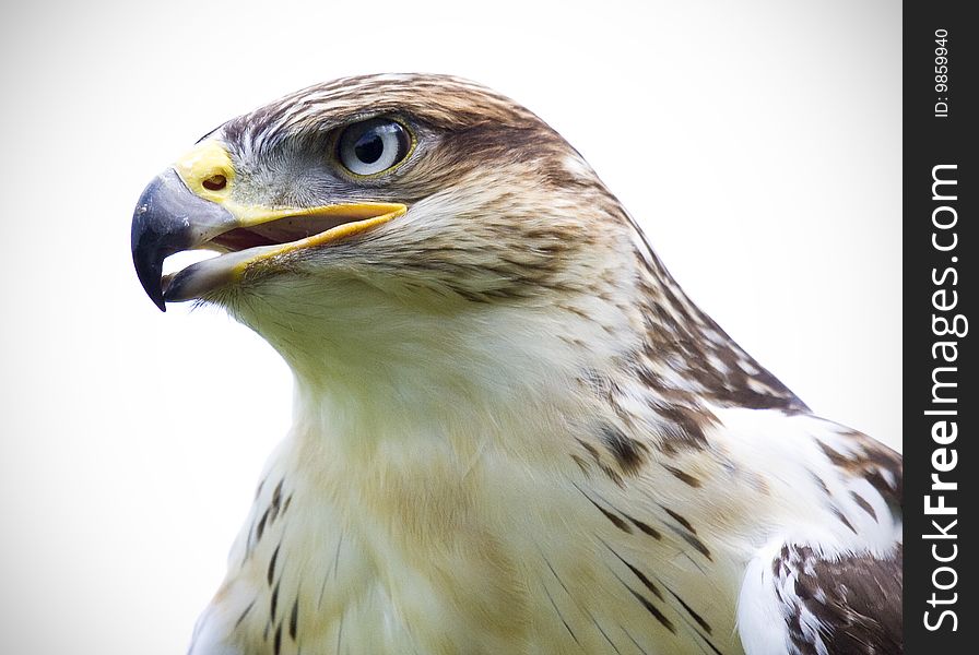 Hawk close up against a white background