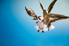 Dove Fly In The Air With Wings Wide Over Blue Sky Royalty Free Stock Photos
