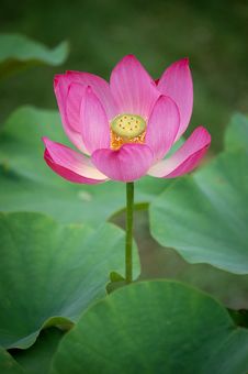 Pink Lotus Stock Photography