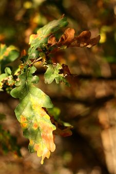 Free Autumn Leaf Royalty Free Stock Images - 9864859