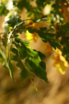 Free Autumn Leaf Stock Images - 9864914