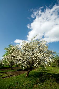 Apple Tree In Blossom Stock Photo