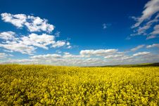 Yellow Field Royalty Free Stock Photo Yellow Field Royalty Free Stock Photo