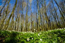 Wildflowers In Grove Royalty Free Stock Photo Wildflowers In Grove Royalty Free Stock Photo