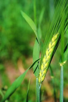 Green Ear Of Wheat Stock Images