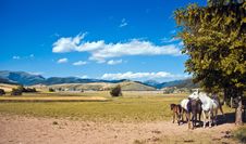 Family Horses Royalty Free Stock Photo Family Horses Royalty Free Stock Photo