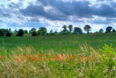 Poppy Field Stock Photos Poppy Field Stock Photos