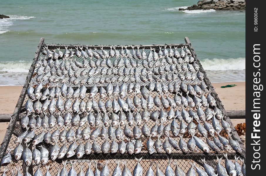 Cuttlefish Dry In Fisherman Village