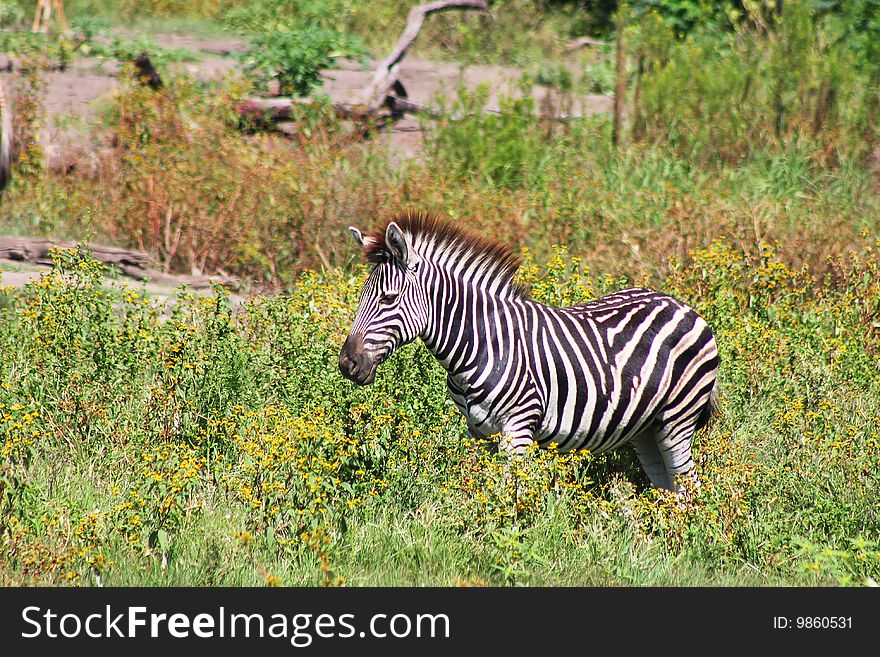 Zebra in bushveld in South Africa. Zebra in bushveld in South Africa.
