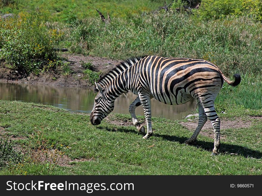 Zebra Grazing Near Water