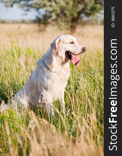 Dog-golden retriever in grass