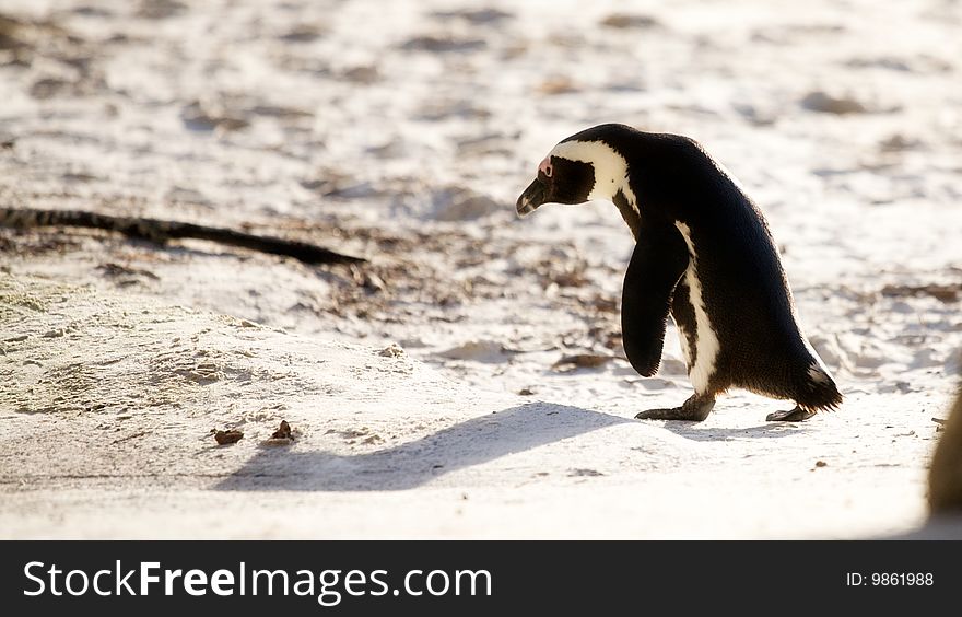Image of penguin go away and delete head. Image of penguin go away and delete head