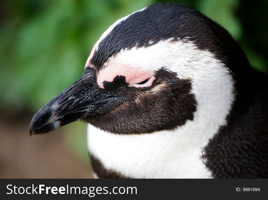 Penguin portrait with closed eyes