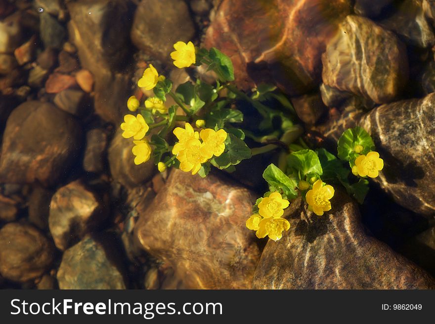 Image of yellow flowers under the water and stony bottom. Image of yellow flowers under the water and stony bottom