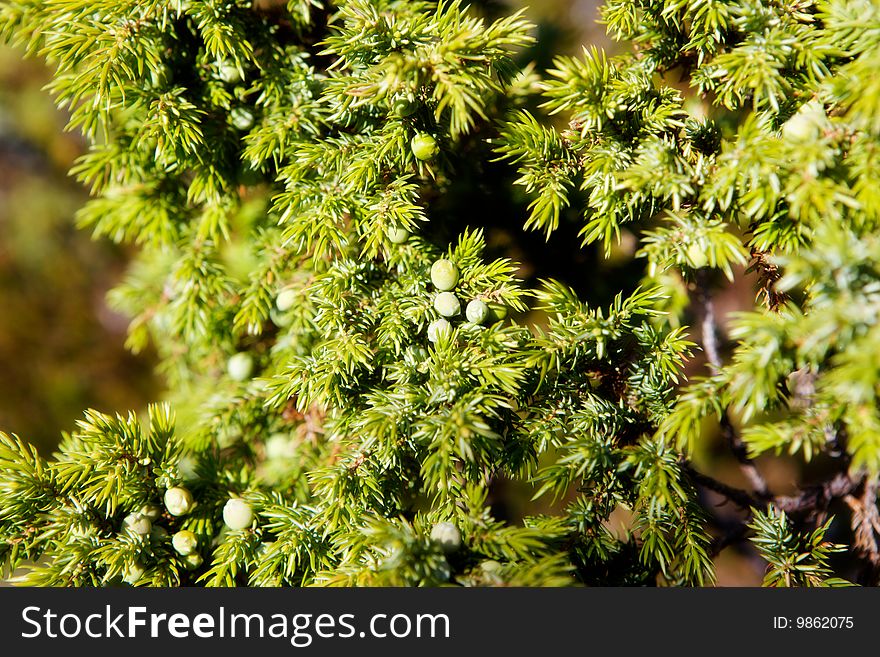 Background of branches a spruce. Background of branches a spruce